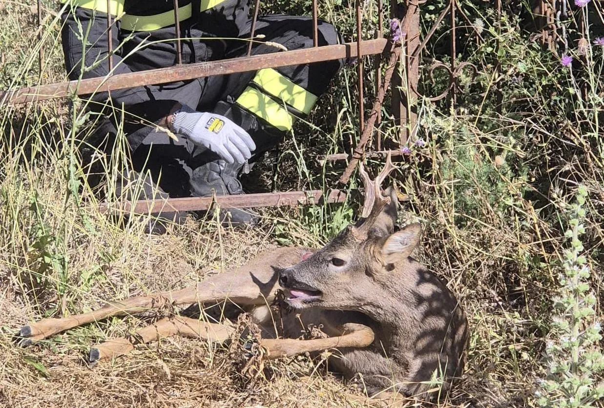 Vigili del Fuoco salvano un cucciolo di capriolo incastrato nel cancello