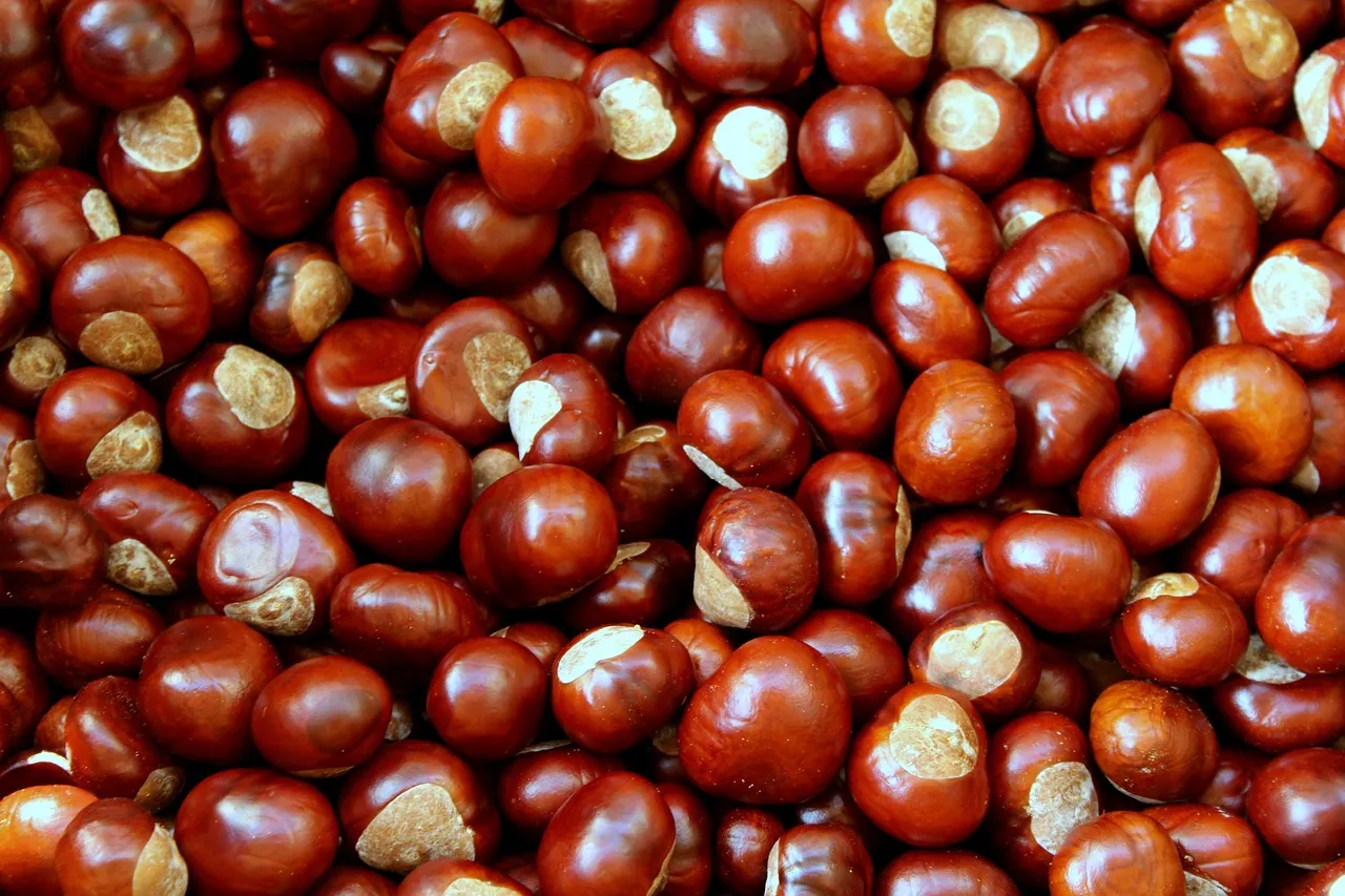Sagra delle Castagne 2026 a Rocca di Papa: tre giorni di festa tra sapori, musica, corteo e spettacoli