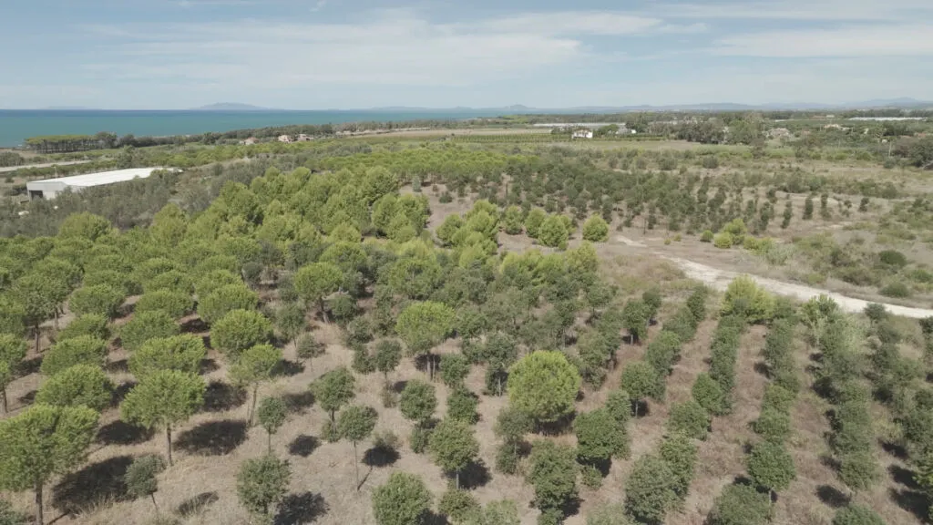 Petrelli: “Nessuno tocchi il Bosco Enel”