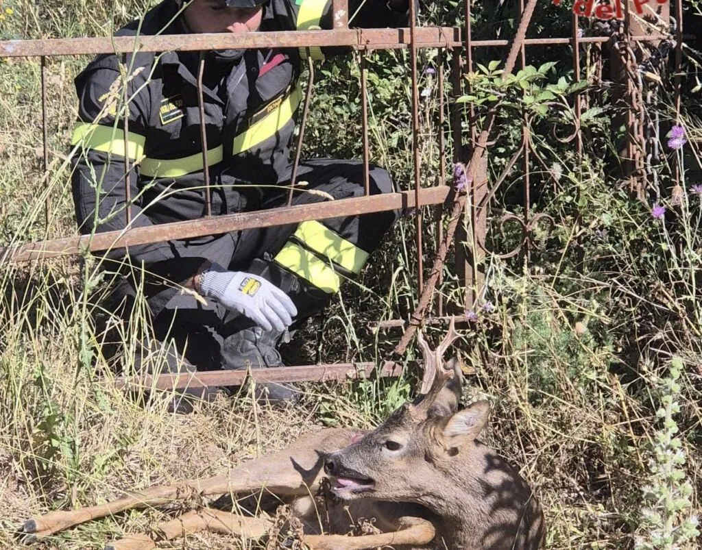 Cucciolo di cerbiatto incastrato nella rete, salvato dai Vigili del Fuoco