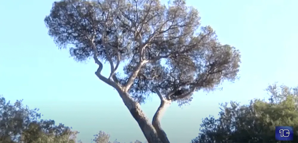 Niente da fare per 36 alberi: scatta l'abbattimento dei pini a Ostia, colpa della cocciniglia tartaruga